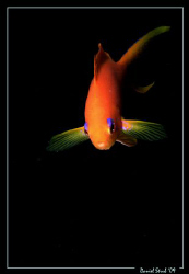 A Scalefin Anthias, face to face with the camera :-)) by Daniel Strub 